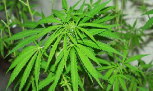 cannabis 300x179 Coltivatore di cannabis arrestato a Rosciano
