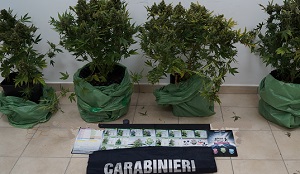 foto piante marijuana INTERA PIANTAGIONE DI MARIJUANA IN GARAGE, ARRESTATO SPACCIATORE