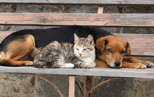 cane gatto randagi RANDAGISMO, VELARDI VIETA DI SOMMINISTRARE ACQUA E CIBO: LOPPOSIZIONE LO INTERROGA