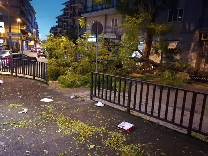 MALTEMPO A CASERTA, ALBERO CADE SU UN’AUTO: CONDUCENTE INTRAPPOLATO