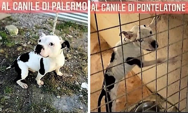 CANI PALERMO/CASERTA. SCANDALO DEPORTAZIONE CANI: GLI ANIMALISTI PRESENTANO DIFFIDA NON CI FERMEREMO