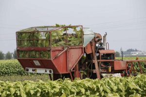tabacco coltivazioni 300x200 CONTRABBANDO DI TABACCHI ESTERI, IN DIECI IN ARRESTO