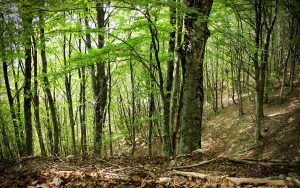1200px Particolare della foresta di faggi   Parco Naturale dei Monti Aurunci 300x188 CNDDU SU GIORNATA INTERNAZIONALE DELLE FORESTE
