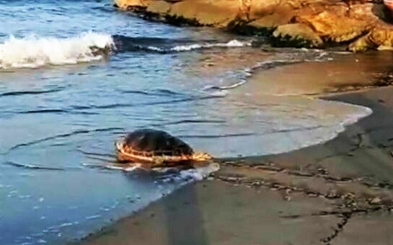 tartaruga marina JOVA BEACH PARTY A CASTELVOLTURNO…ACCANTO AI NIDI DELLE TARTARUGHE MARINE: LA PROTESTA DI ITALIA NOSTRA